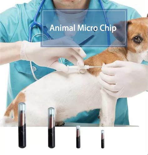 rfid tags for pets|rfid tags for animals.